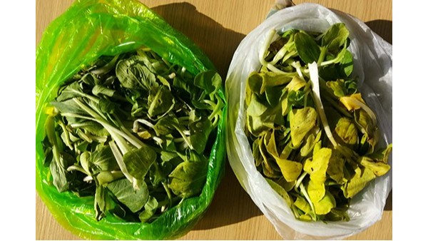 储存青菜-降解袋和（hé）普通袋几天后（hòu）的区别